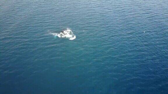 在毛伊岛海岸的鲸鱼突破