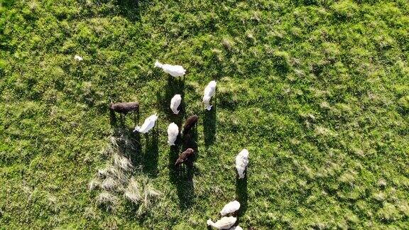 一群羊在绿色的田野上吃草空中拍摄