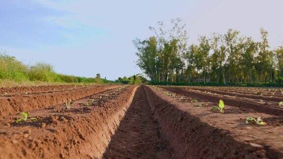 土壤在耕地上为农业准备的犁沟的行模式