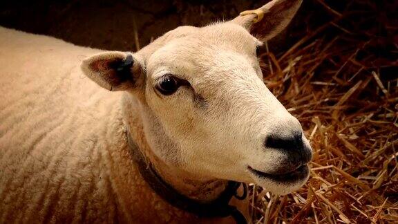 绵羊在谷仓咀嚼干草特写