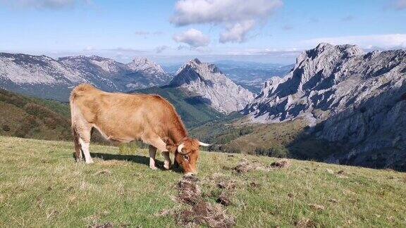 奶牛在乌尔基奥拉的草地上静静地吃草
