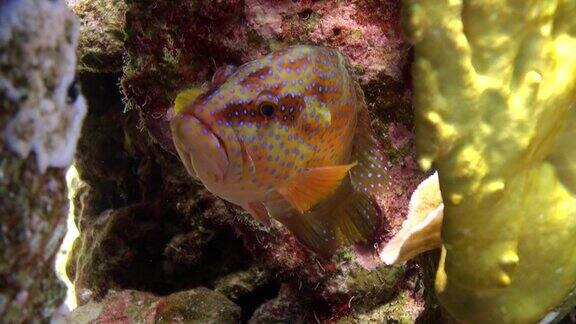 珊瑚石斑鱼在红海水下