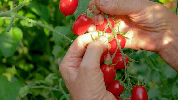 成熟女人的手收集自温室的灌木红樱桃番茄