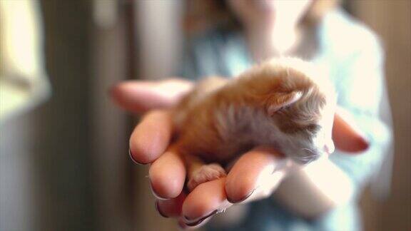 可爱的小猫在女人的手里新生的小猫咪和人类的友谊