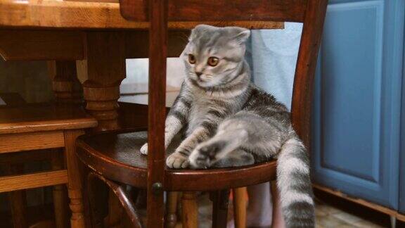 猫坐在桌子下面的木椅上