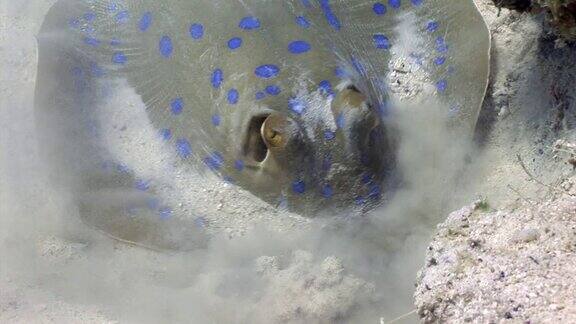 蓝斑黄貂鱼藏在红海水下的珊瑚下