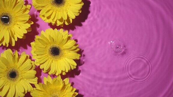 小水滴落在粉红色的背景上非洲菊花漂浮在水中