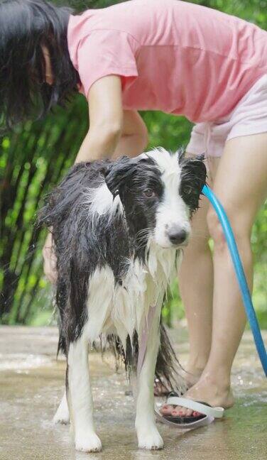 夏天一位女主人在花园里给她的边境牧羊犬洗澡