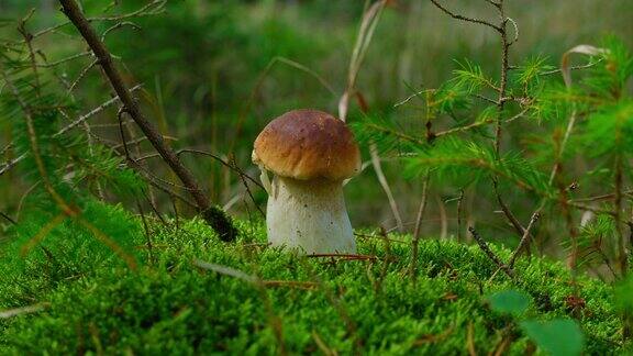 生长在野生针叶林中的牛肝菌牛肝菌属菌类可食的可食用的蘑菇蘑菇剂覆盖苔藓上的洞以保护菌丝体环保产品