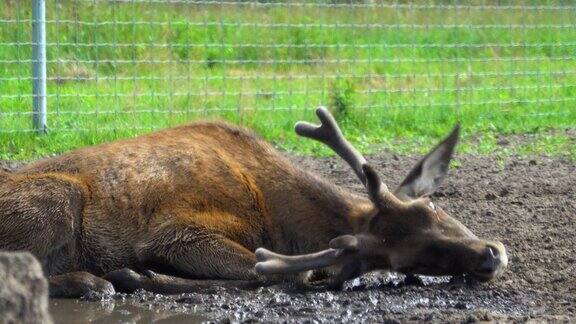 鹿躺在泥里保护自己免受苍蝇叮咬丹尼尔农场户外