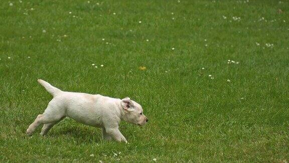 黄色拉布拉多寻回犬在法国诺曼底草坪上奔跑的小狗慢镜头4K