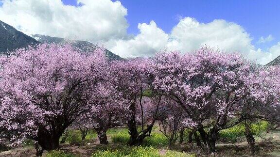 中国西藏林芝的春天桃花季旅游目的地是西藏