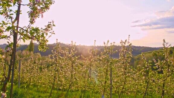 日出时分的梯田苹果园