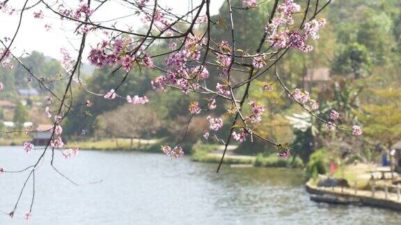 乐泰村有粉红色的樱花