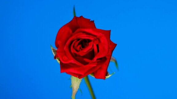 红玫瑰盛开蓝屏背景时光流逝