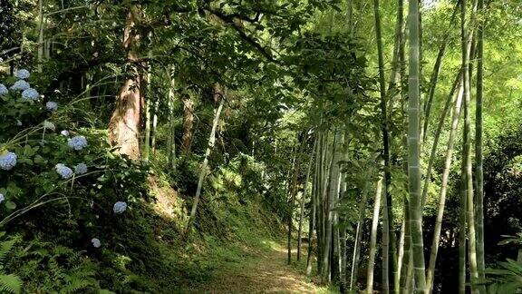 夏日热带雨林中的竹巷佐治亚州巴统公园