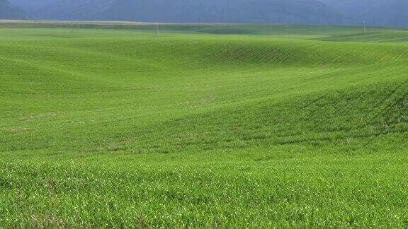 爱达荷州一片绿色的麦田