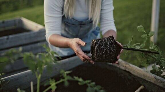 女士在花园的土壤中种植盆栽番茄