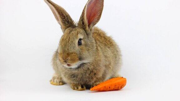 在摄影棚里一只毛茸茸的可爱的棕色小兔子坐在那里在灰色的背景下吃着新鲜的橙色胡萝卜春节假期复活节兔子