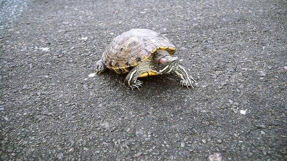 海龟乌龟在沥青上爬行