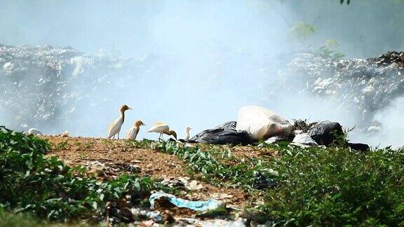 鸟和污染