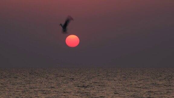 一只海鸥在升起的太阳盘的背景上飞翔