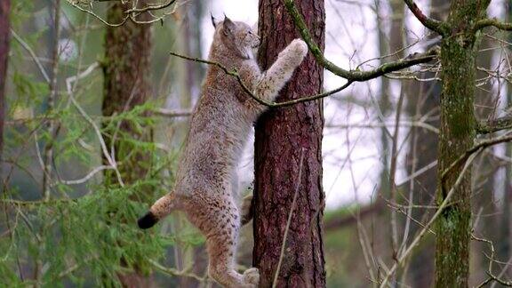 顽皮的山猫幼崽爬在森林的一棵树上