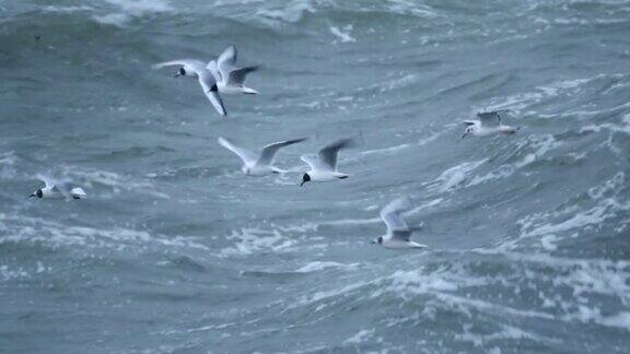 一大群海鸥在海浪上飞翔