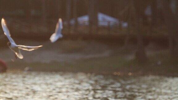 海鸥在阳光下飞过水面