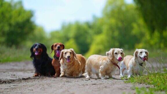 纯种狗在地上肖像的五只腊肠狗在模糊的背景户外不同颜色的漂亮宠物狗