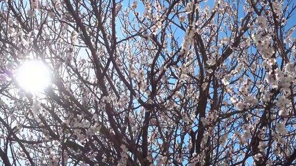 春天美丽的杏树盛开在阳光明媚的日子