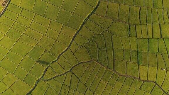 泰国北部的农业鸟瞰图鸟瞰图令人惊叹的景观