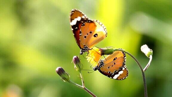 橙色蝴蝶从花中吮吸花粉