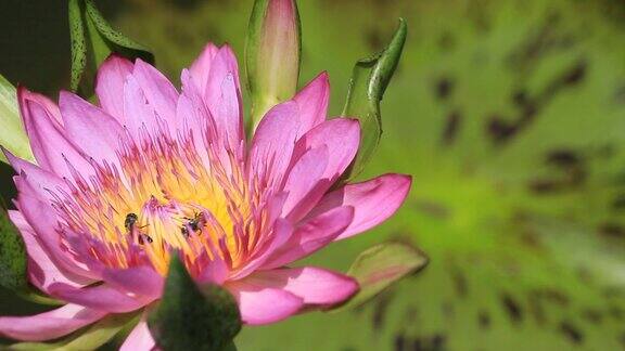 粉红睡莲上的蜜蜂特写