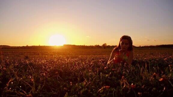 日落时分女孩在草地上吹蒲公英