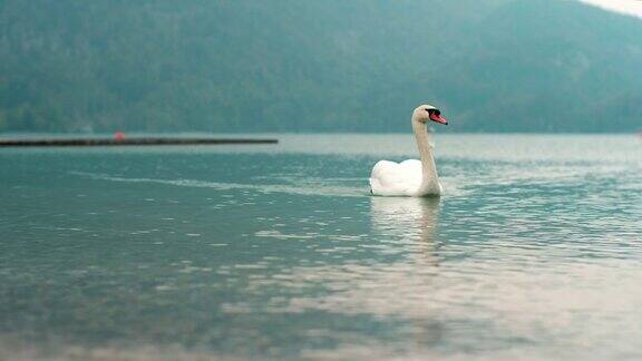 湖上的白天鹅