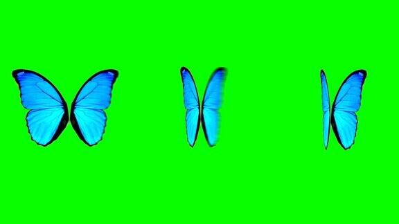 蝴蝶翅膀在绿色屏幕背景上以不同的速度移动