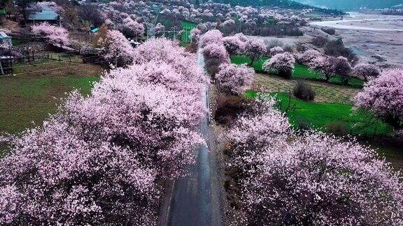 中国西藏林芝的春天桃花季旅游目的地是西藏