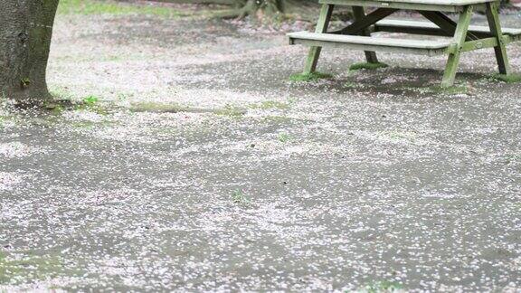 公园里吉野的樱花树散落在春风里