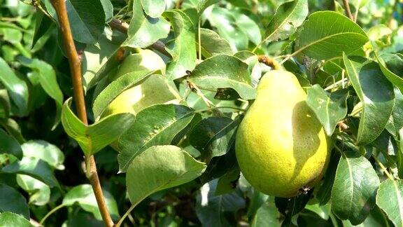 黄色多汁的梨挂在树上温暖的阳光明媚的日子成熟的水果准备收割了FullHD