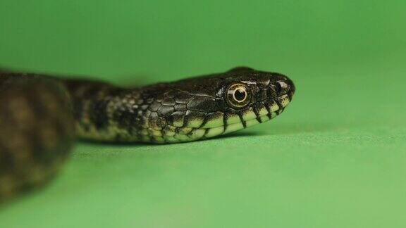 特写骰子蛇眼脸蛇在绿色的背景上伸出舌头水蛇是欧亚大陆的一种无毒动物水蛇科爬行动物隔离爬行动物野生自然、野生动物动物动物