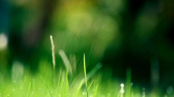 在春天露珠模糊了草