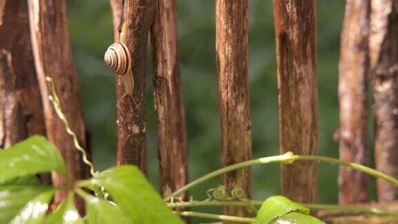 雨中的蜗牛