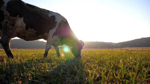 奶牛站在田野里吃草背景是明亮的阳光在牧场上吃草的牛美丽的乡村风景在日落风景优美的乡村景象农业多莉拍摄