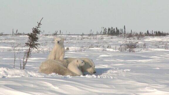 苔原上的北极熊母熊带着幼崽