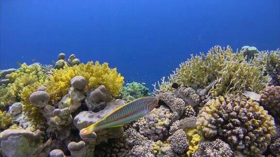 奇妙的珊瑚礁和许多鱼在红海
