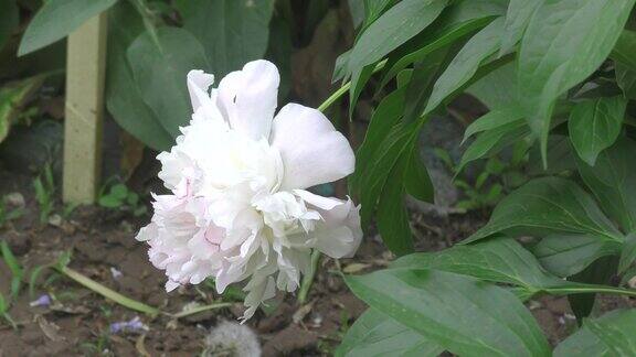 牡丹花朵(lat芍药属)白色
