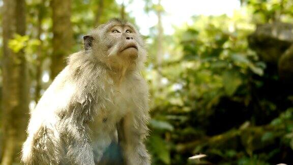 巴厘岛的野生猴子