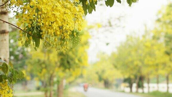 风中金雨花(决明子花)