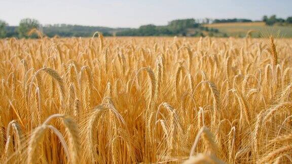 庄稼在田里成熟了可以收割了特写干燥的金色麦穗谷物大自然在夏天阳光明媚的日子里夕阳西下肥沃的土壤卓有成效的一年小穗充满谷物德国没有人